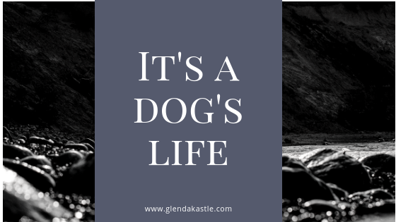 It’s a Dog’s Life