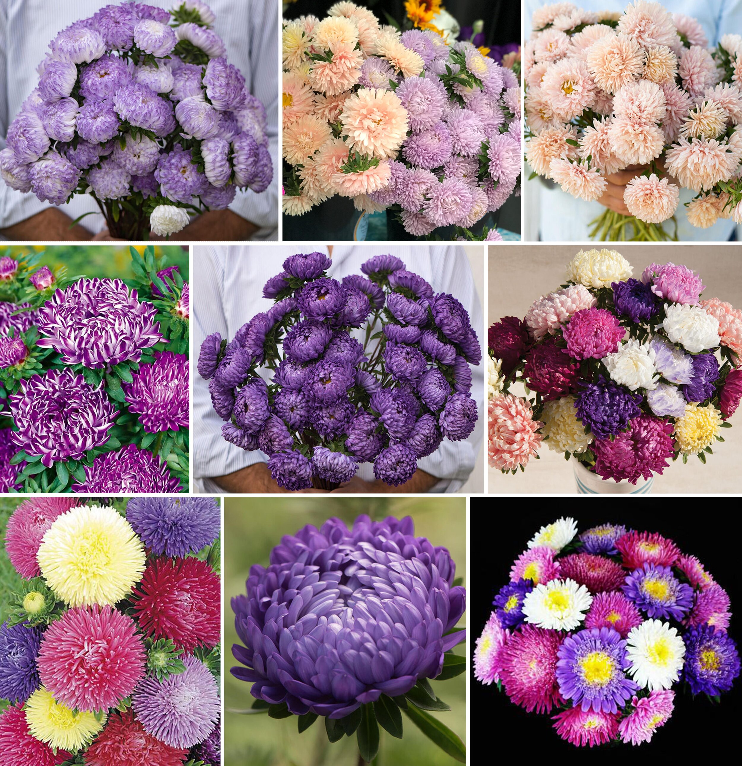 Late Summer Fall August And September Flutterby Flower Farm Late Summer Fall August And September Flutterby Flower Farm