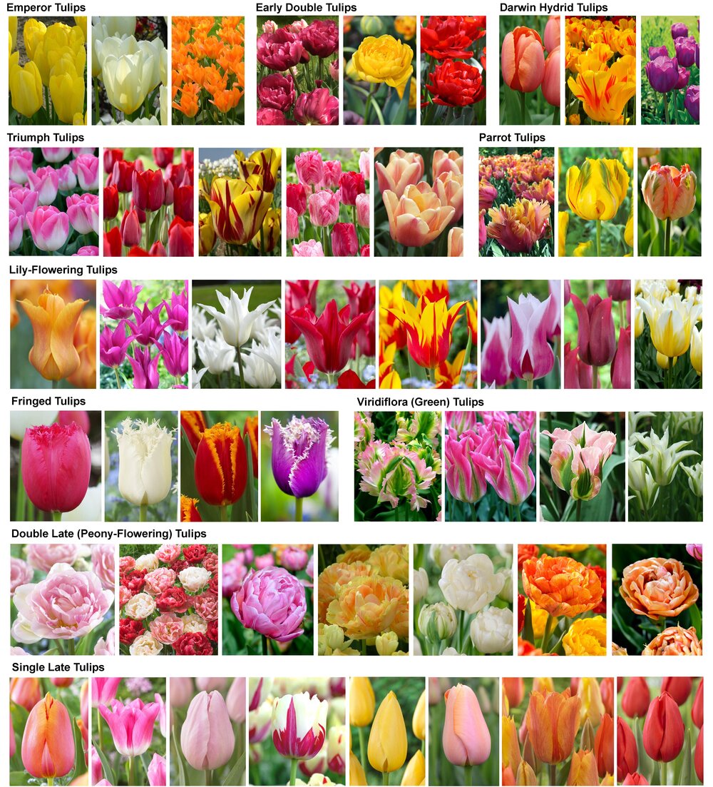 https://images.squarespace-cdn.com/content/v1/5bf9e5ef12b13f3b2710d598/1604273746217-916DIAUC5A3VHXPA0MRC/2021+Tulips.jpg?format=1000w