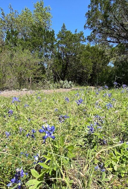 bluebonnets on trail.jpg