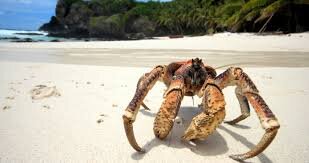 A coconut crab in Chagos - these guys grow bigger than your head!