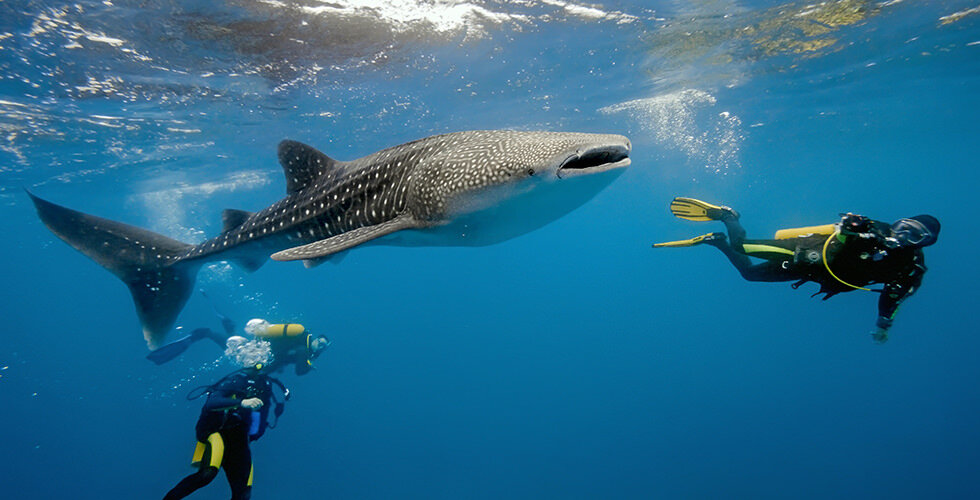 Diving with whale sharks in The Maldives - #1 on my bucket list