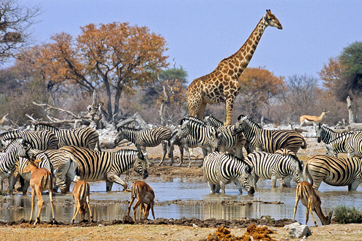 Safari in South Africa?  Yes please!