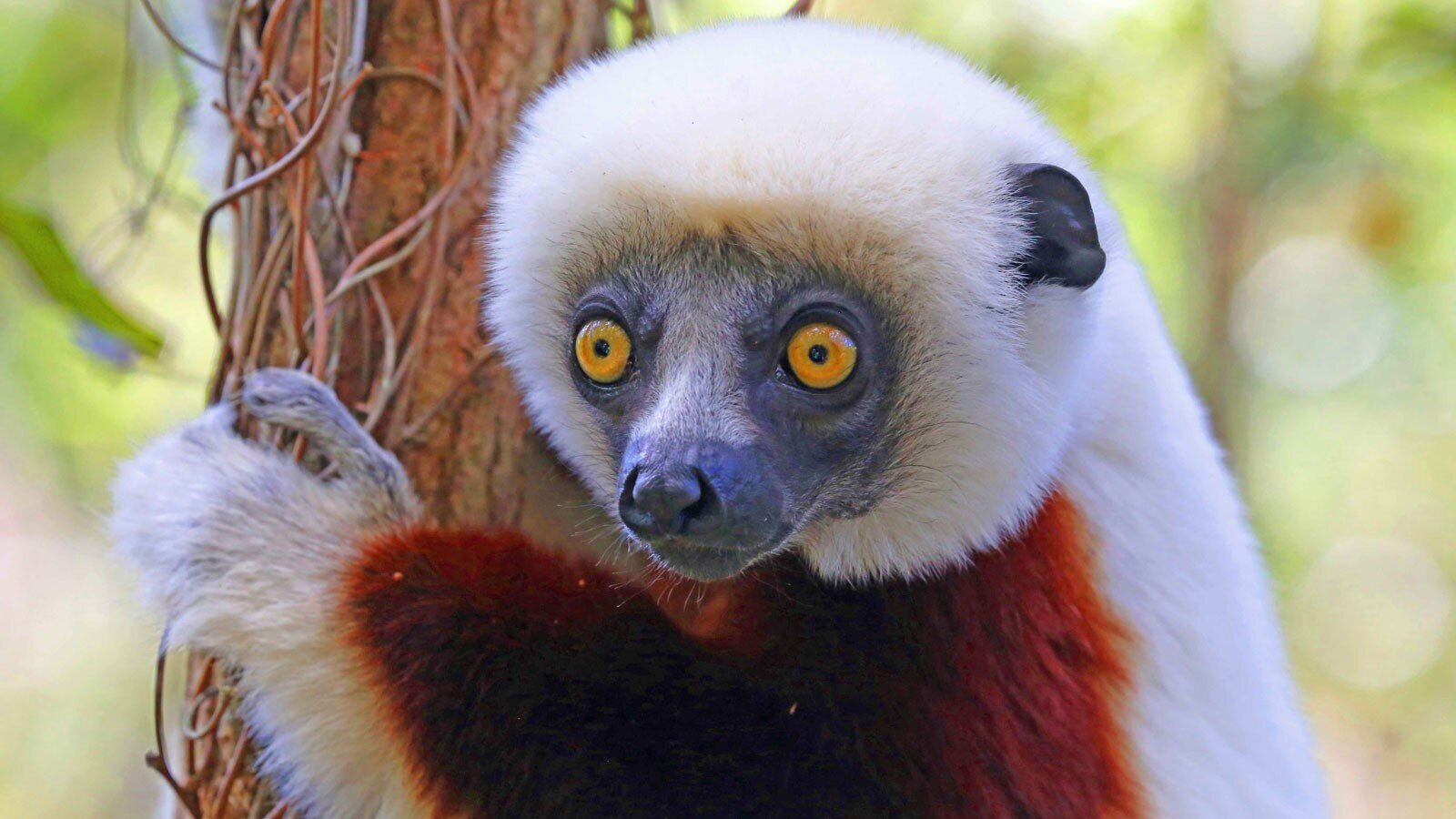 Fancy meeting some lemurs with us in Madagascar?