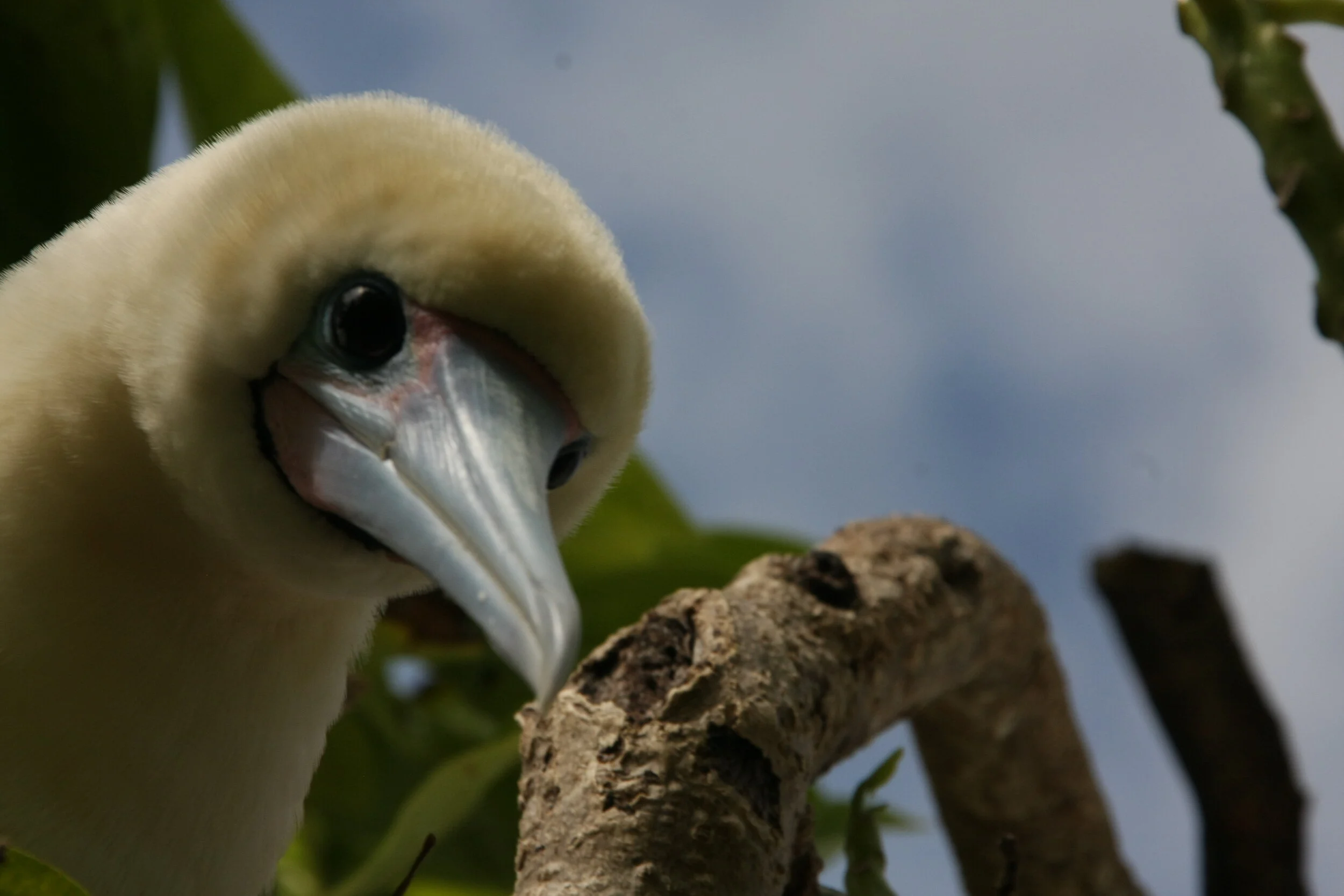 The Chagos Diaries: #3 - Attack of the Giant Boobys