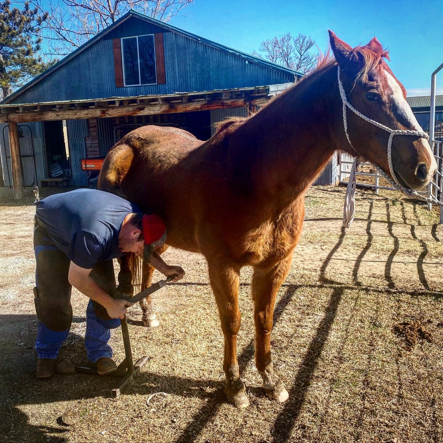 New Shoes!
&bull;
Every 6 weeks Matt comes and does his magic. Matt has been our farrier for YEARS!  He has put new shoes on ranch horses and kid horses.  He has used his knowledge and expertise to add &ldquo;wedges&rdquo; to a couple of old geldings