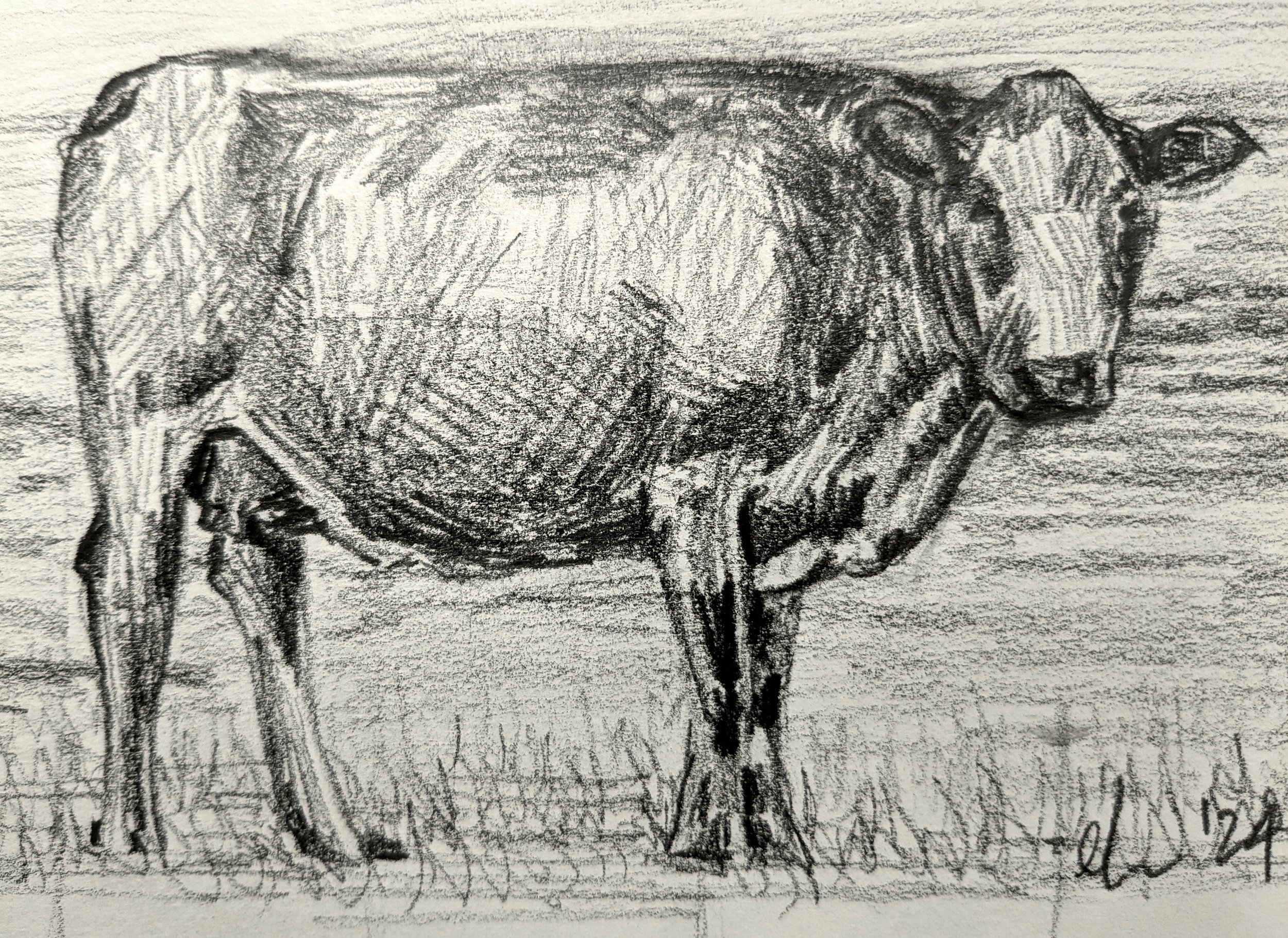 untitled cow sketch