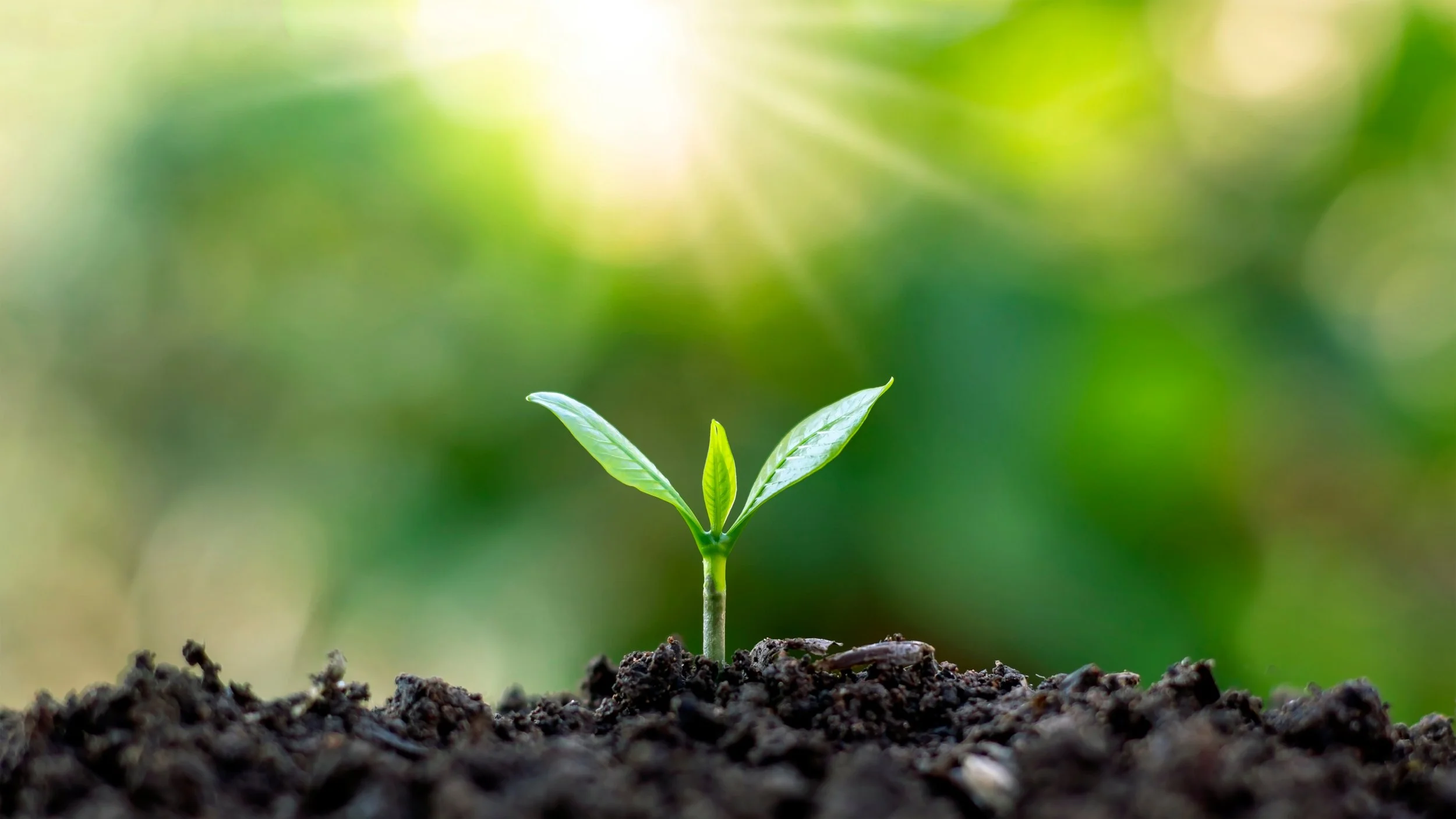 plantedpic.jpg