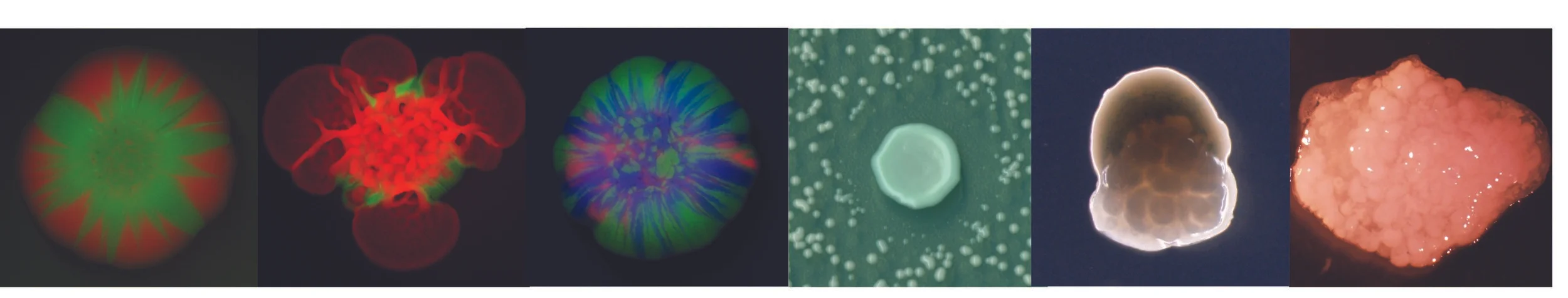 Natural Variation — Murphy Lab @ W&M