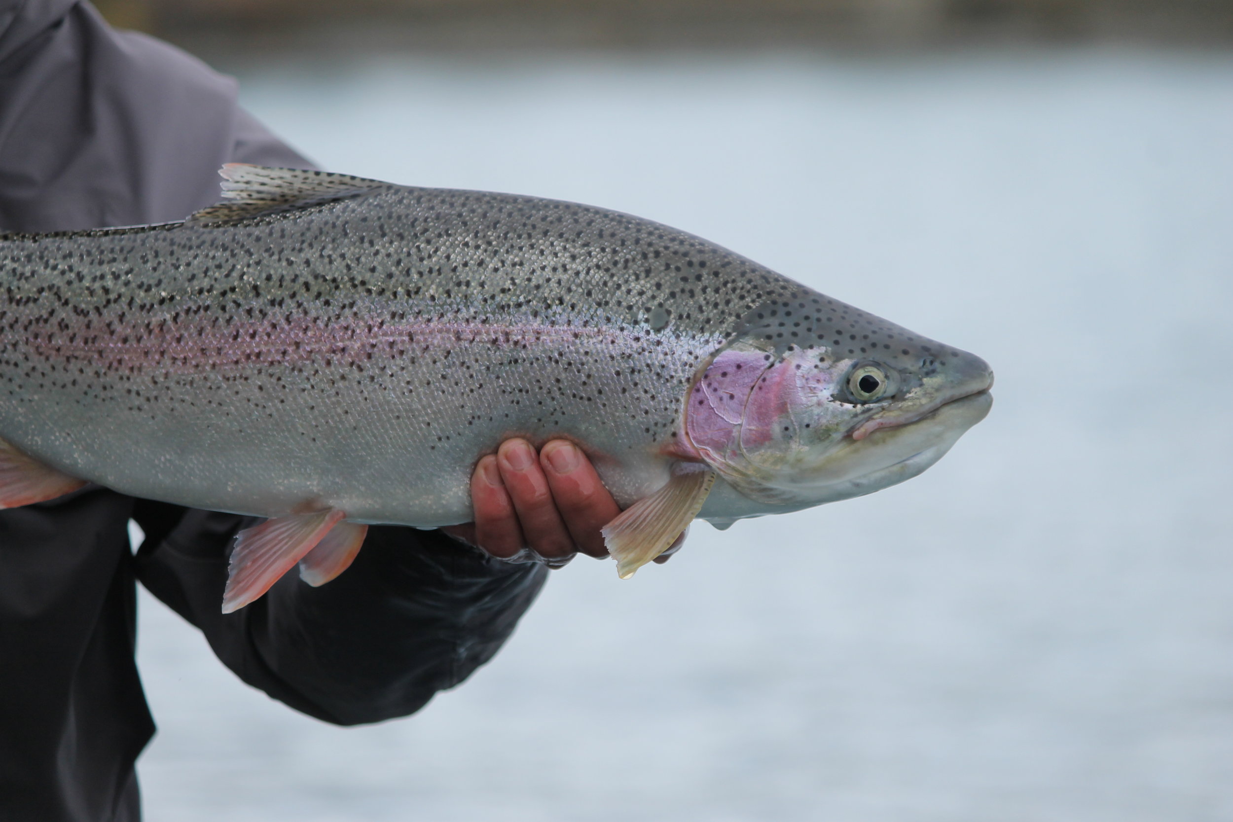 Pink Salmon Basics – Float Fishing – Gone Fishing Northwest