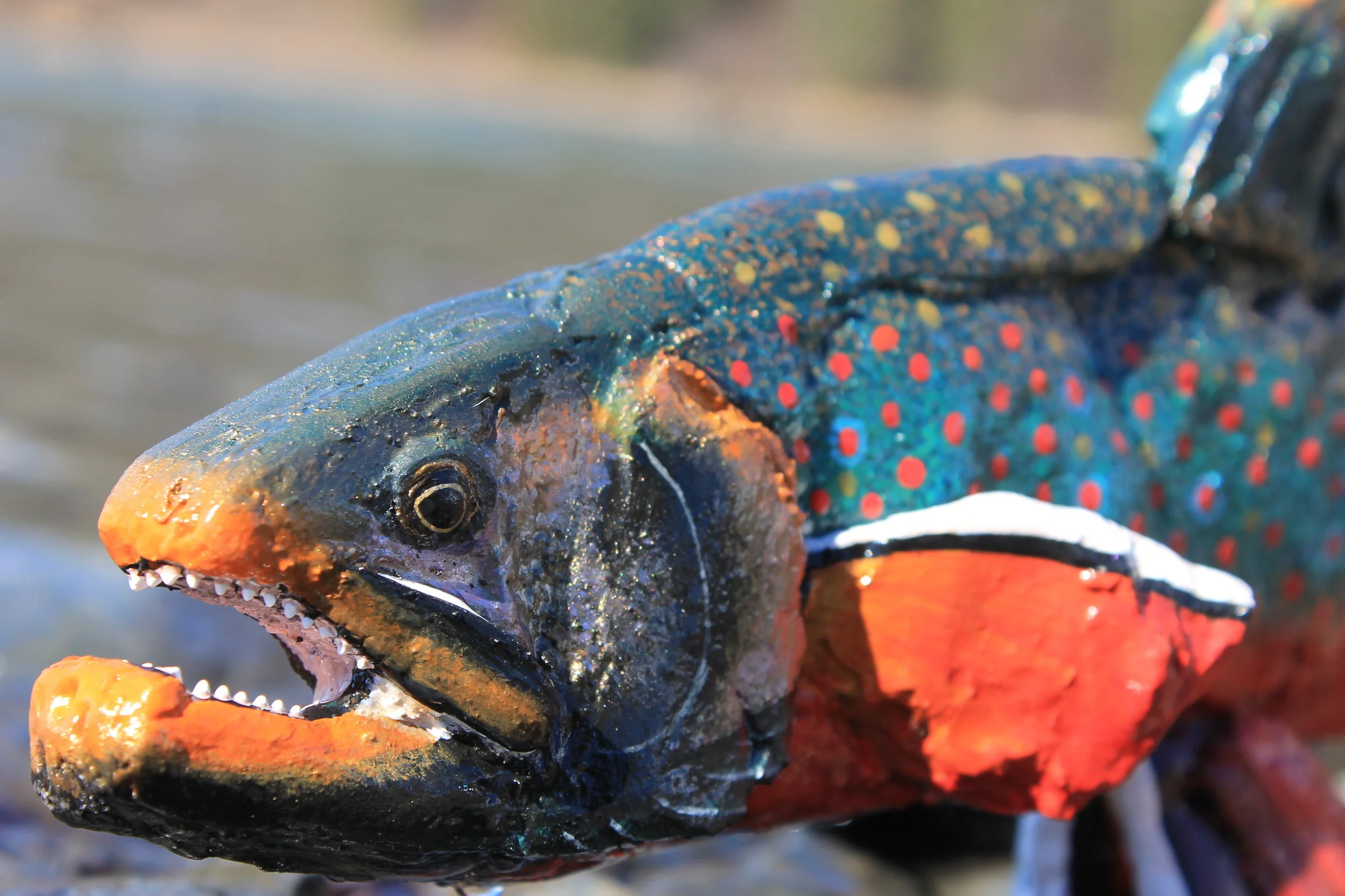 Dolly Varden