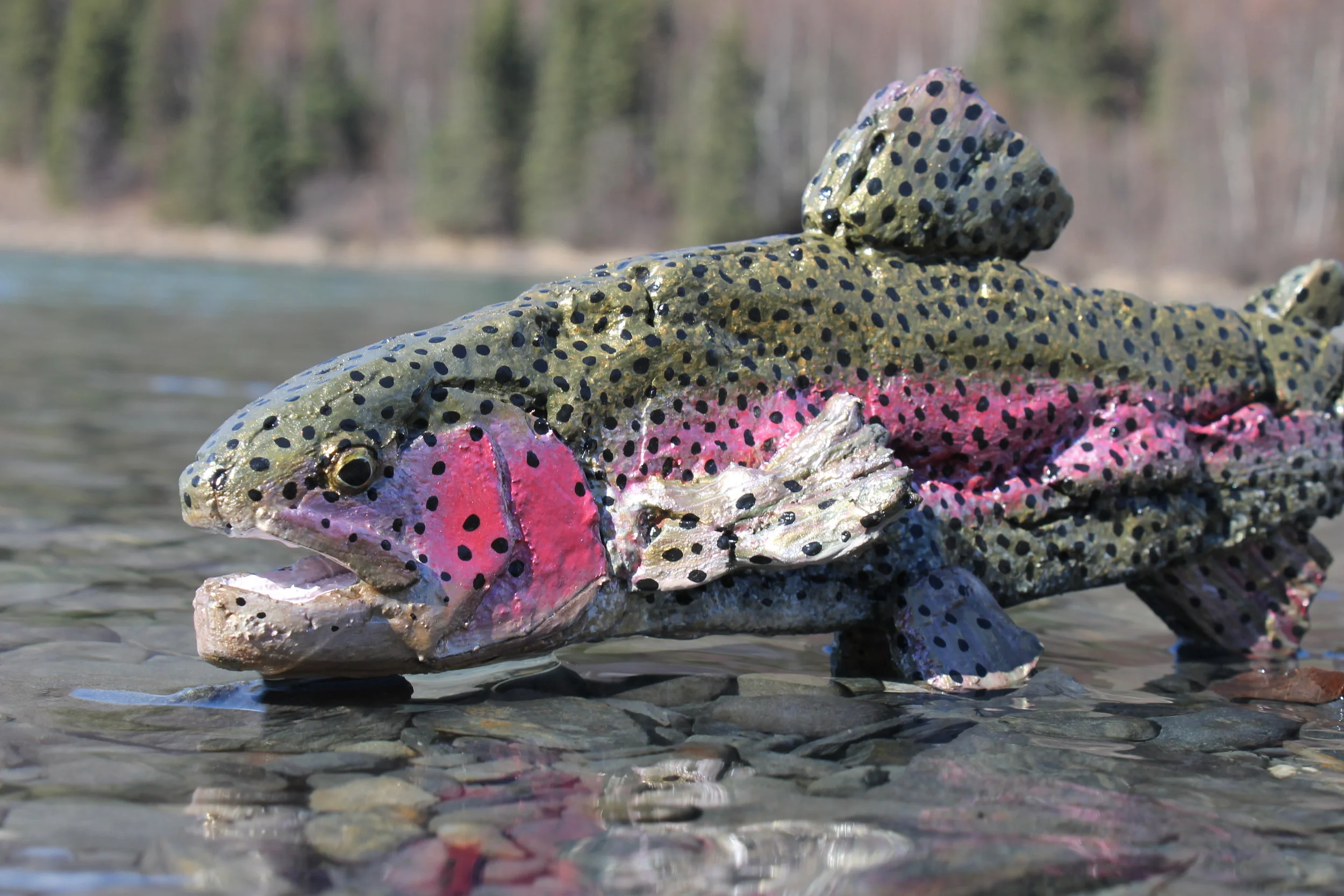 Rainbow Trout