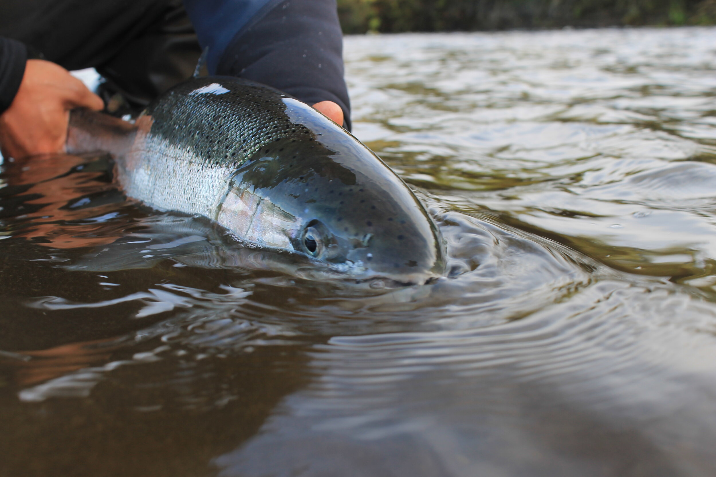 trail creek indiana fly fishing guide — Blog —