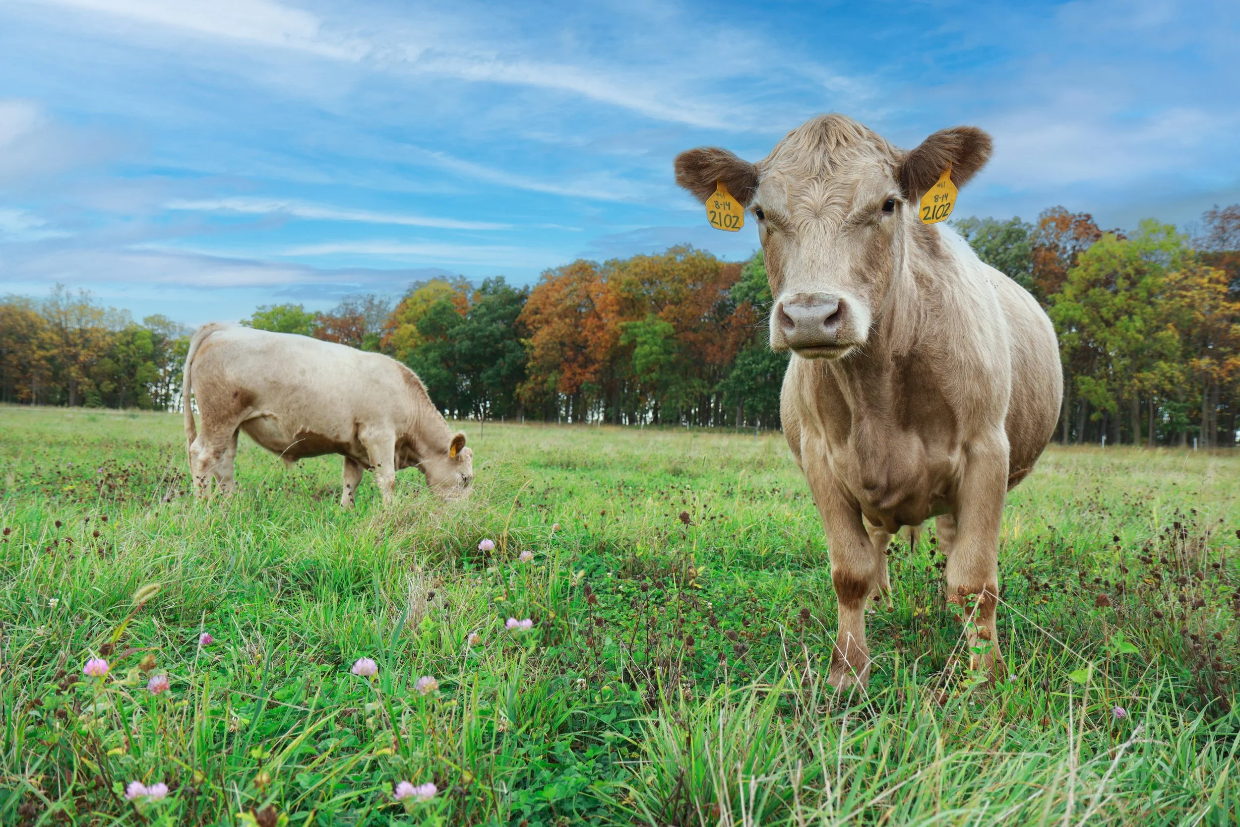 Hello Full Circle Farmstead Header Sm.jpg