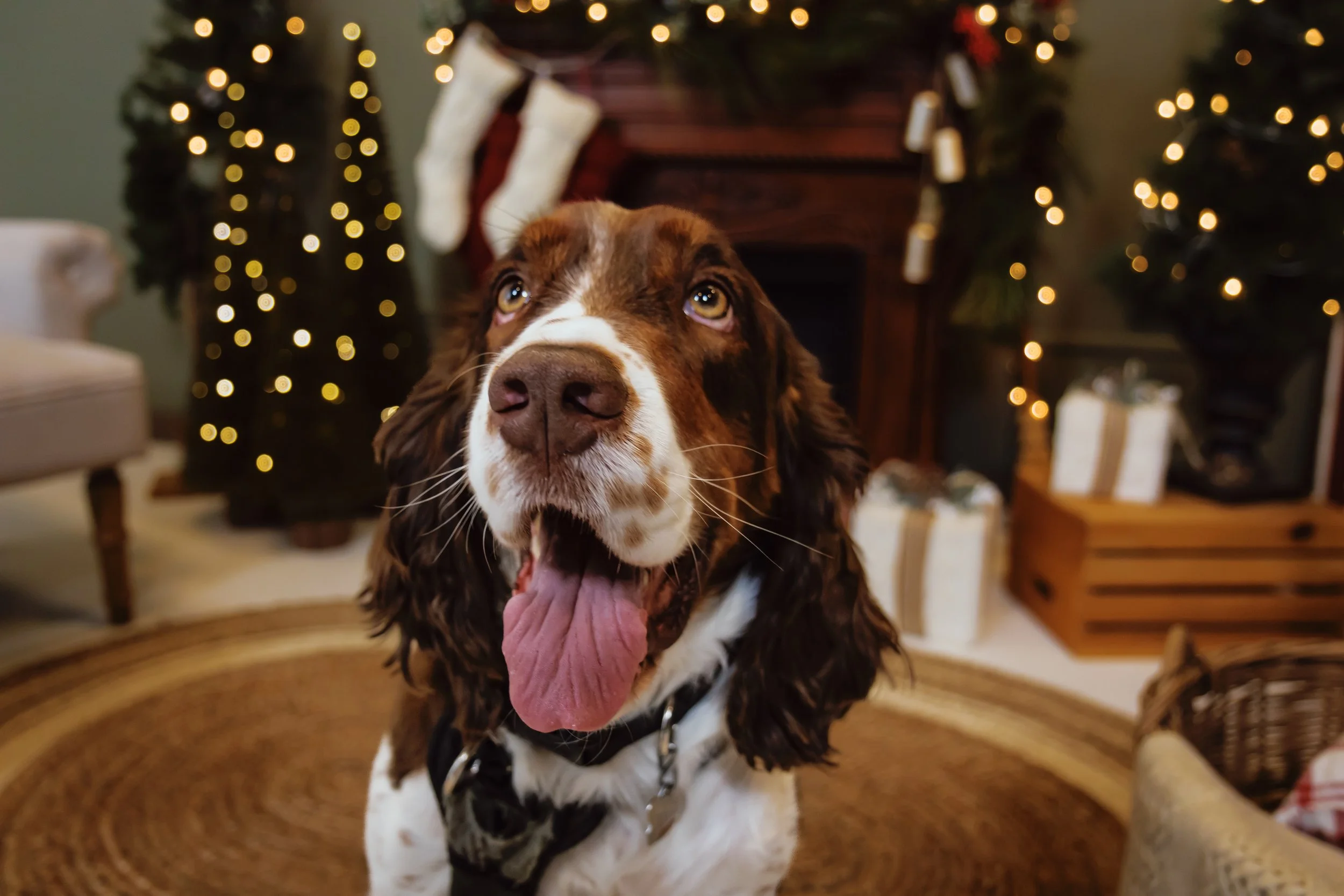 carlsons xmas minis-2078.JPG