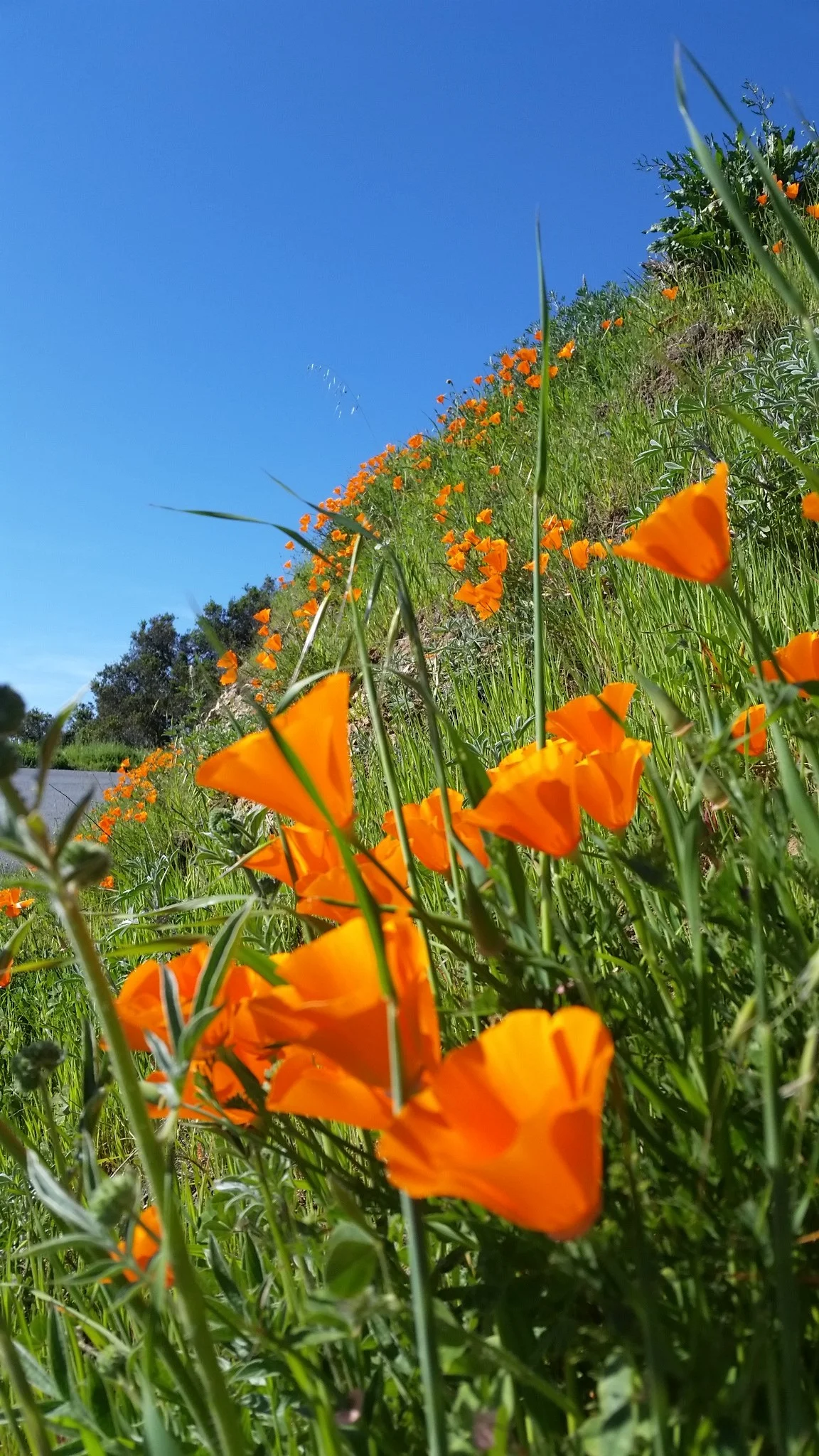 POPPY.jpg