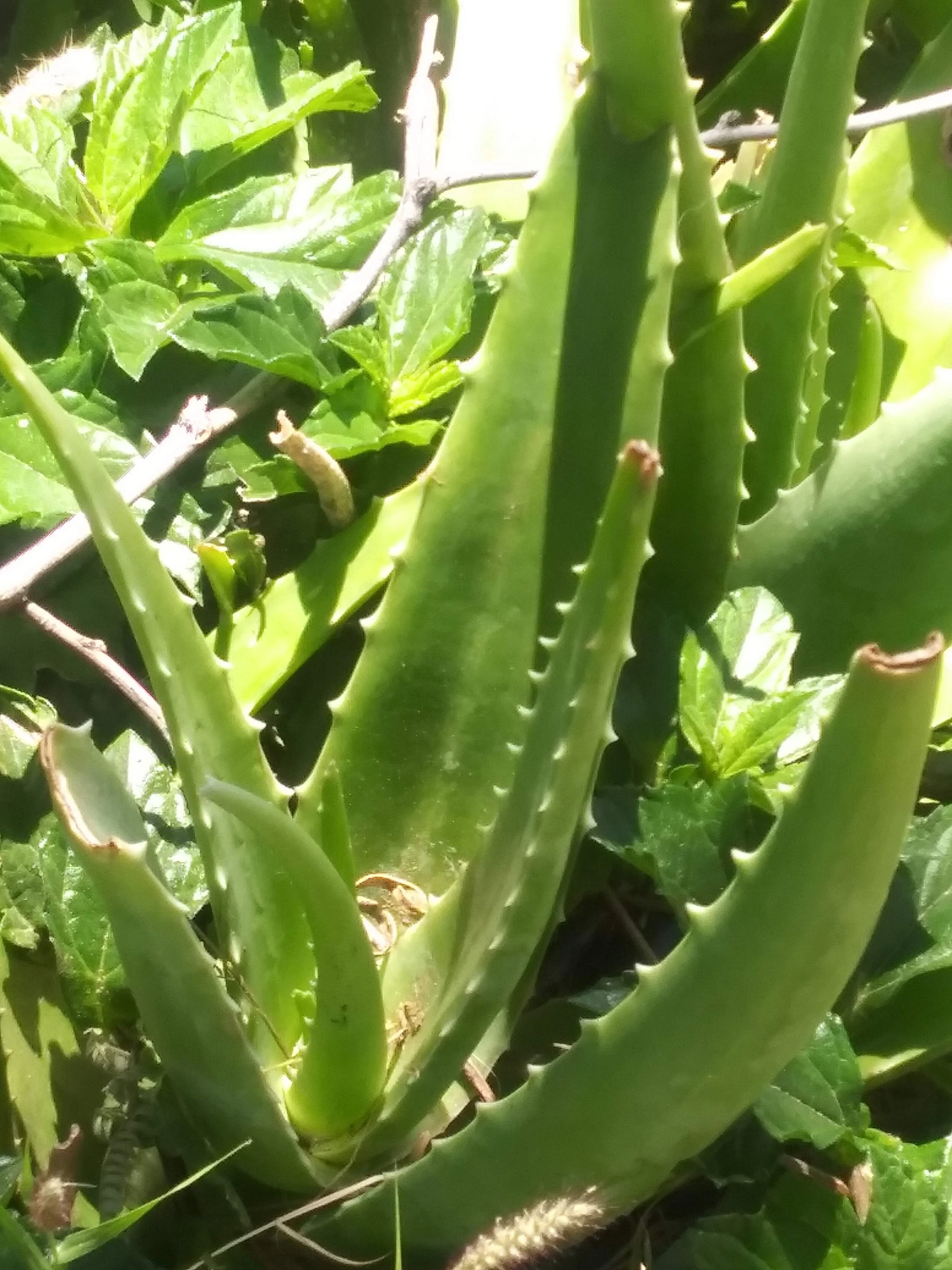 20190328_131342.jpg