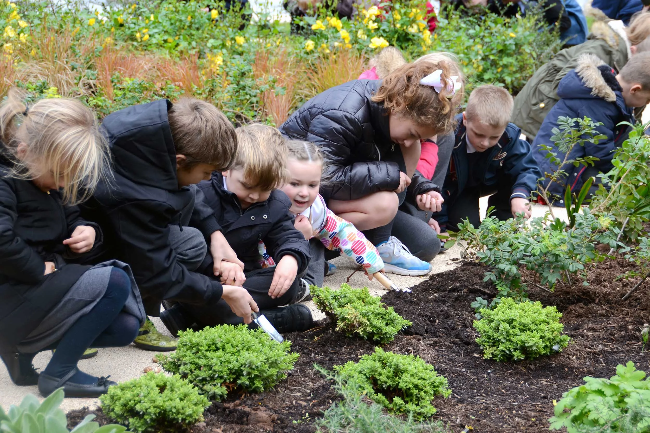 Local school children carrying out planting at Maritime Streets .
