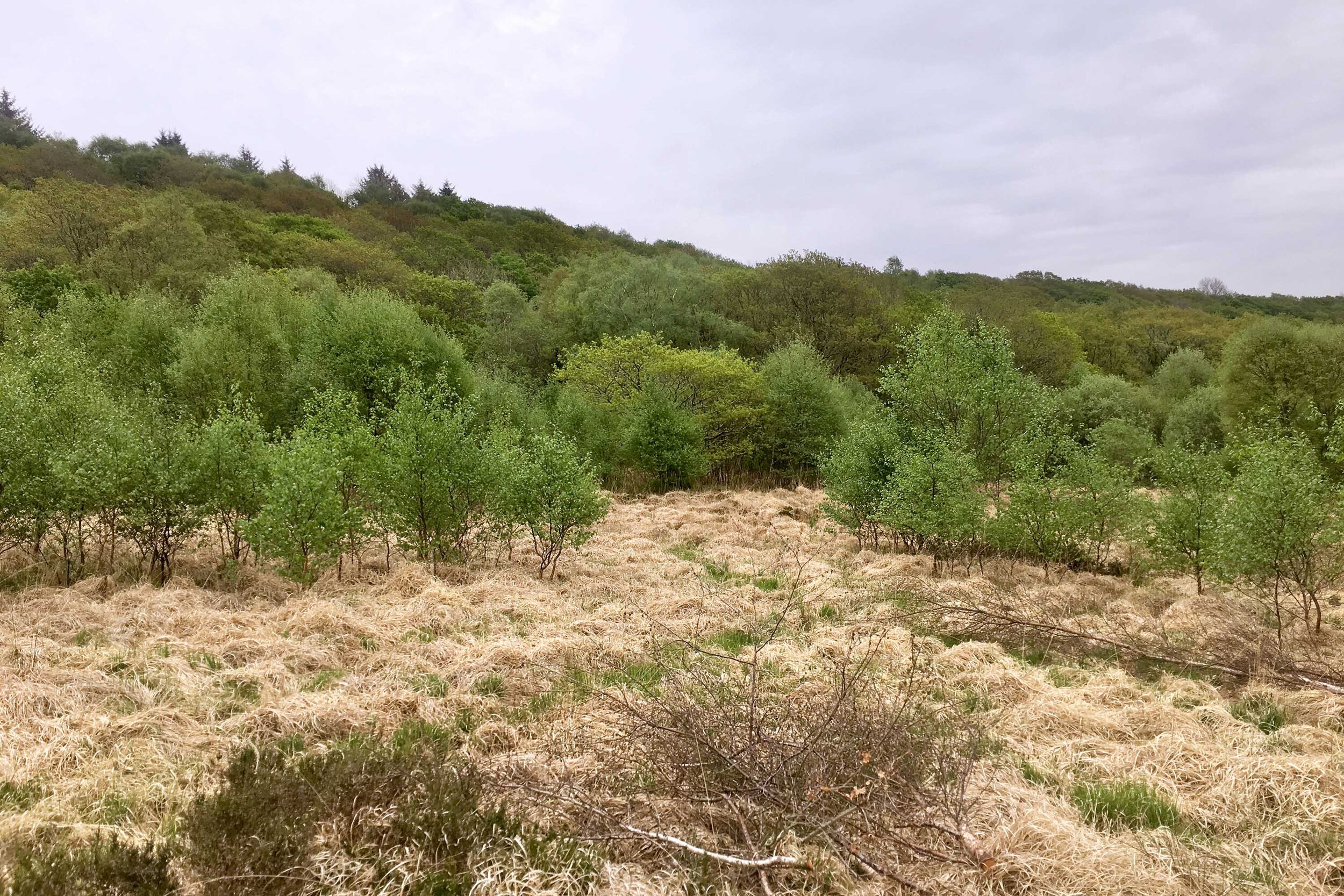 A protected ancient woodland surrounds this designated Site of Interest for Nature Conservation.