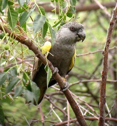 550pxRueppells_Parrot1.jpg