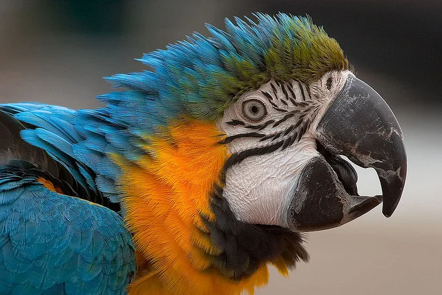 Unique-Sound-Systems-Allow-Parrots-to-Talk.jpg