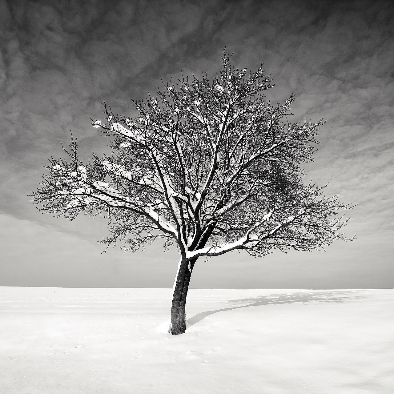 Winter Tree