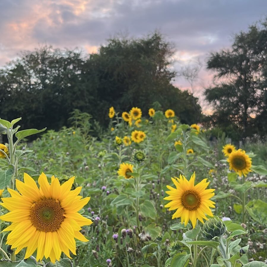 Sidste &aring;r i august aftalte jeg med Fenna, at jeg ville l&oslash;be et b&oslash;rnel&oslash;b med hende i august i &aring;r 🌻

Nu er det p&aring; s&oslash;ndag og jeg gruer en lille smule for at skulle l&oslash;be 2,5km i hendes tempo.. der er 
