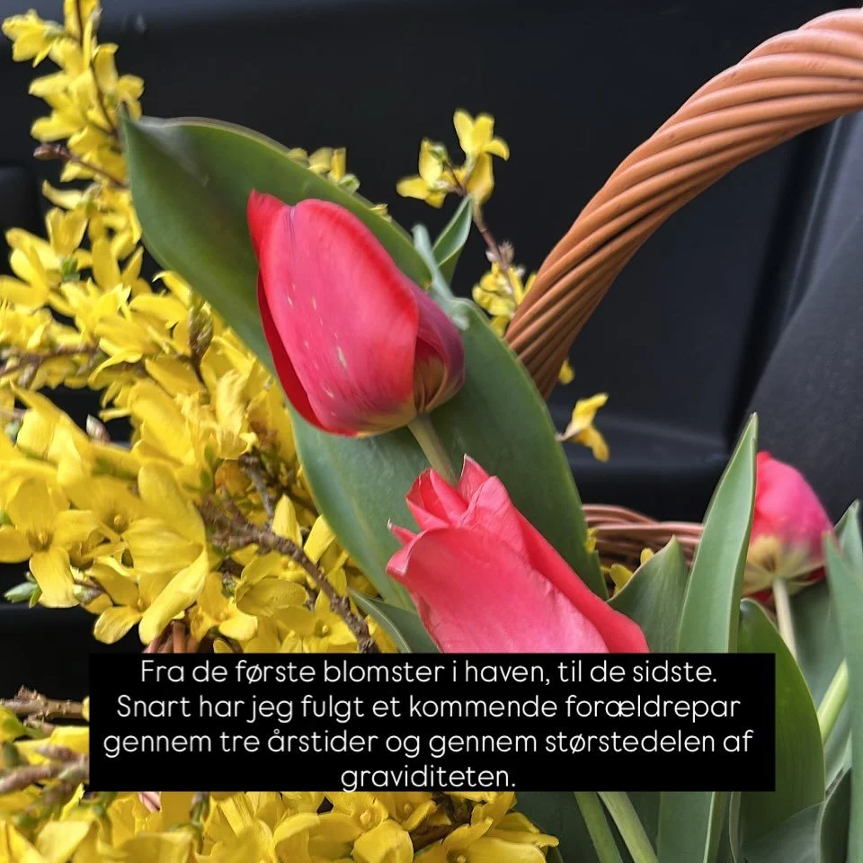 Fra de f&oslash;rste blomster i haven, til de sidste 🌷
Snart har jeg fulgt et kommende for&aelig;ldrepar gennem tre &aring;rstider og gennem st&oslash;rstedelen af graviditeten. Jeg har vidnet deres og mavens modning og snart skal jeg vidne deres m&