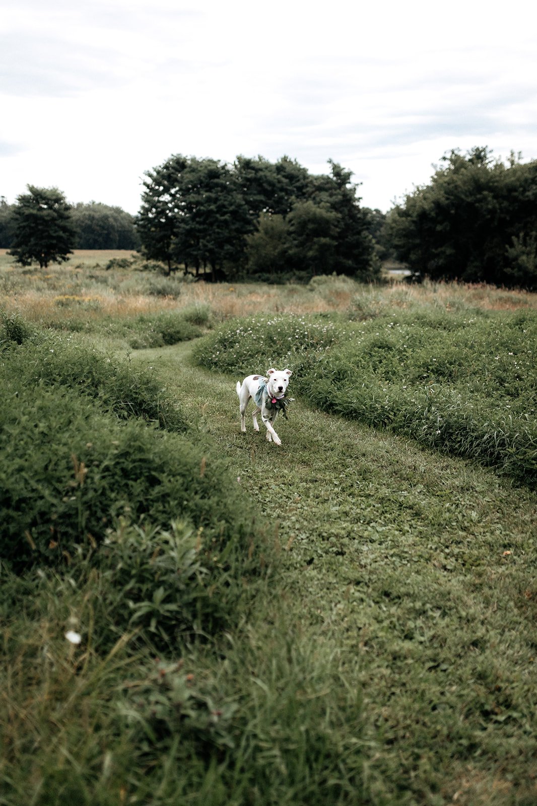 Romantic_Upstate_NY_Wedding_109_dog_meadow.jpg