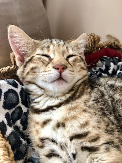 The savannah famous smile