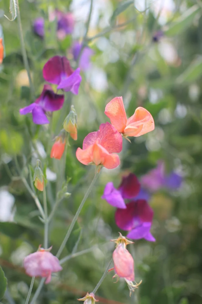 Floret2-683x1024.jpg