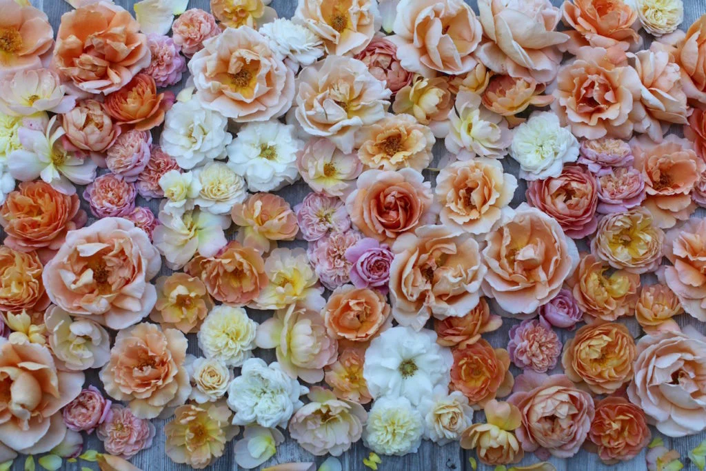 Floret5-1024x683.jpg
