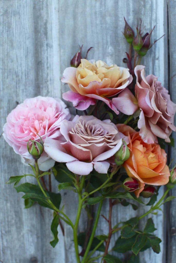 Floret8-683x1024.jpg