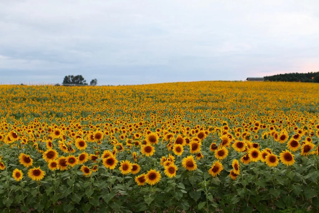 Sunflower-fields-C-Chitnis1-1024x683.jpg
