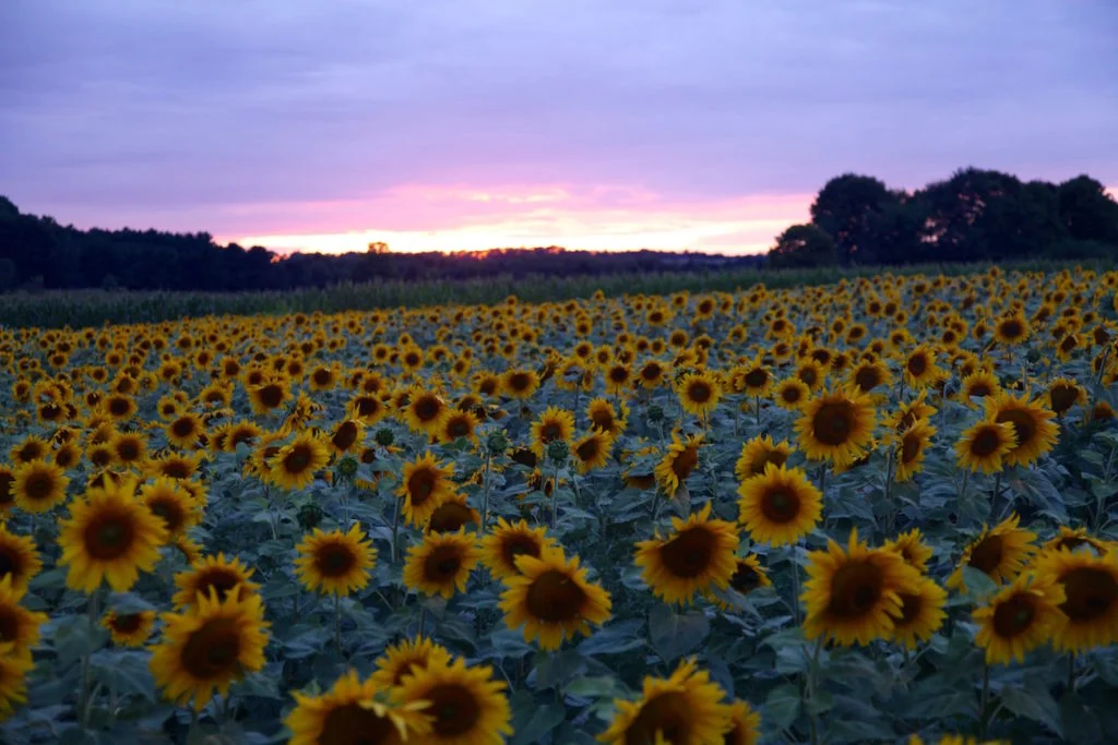 Sunflower-fields-C-Chitnis2-1024x683.jpg