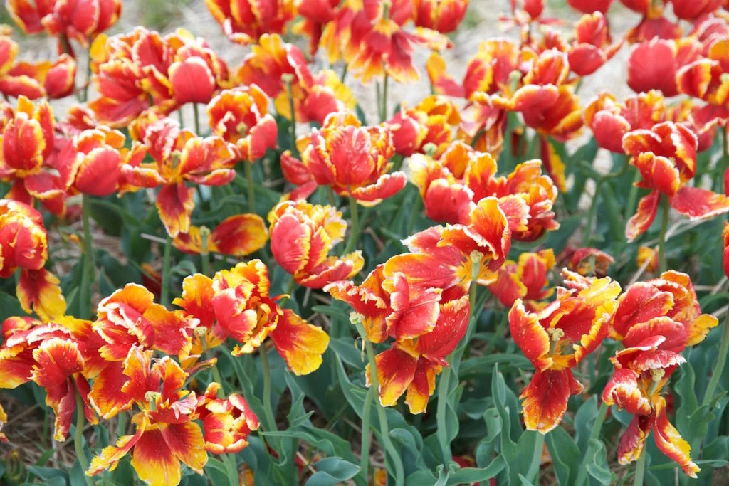 c.chitnis-wicked-tulip_7915-1024x683.jpg