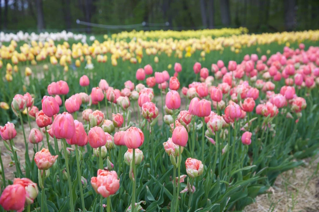 c.chitnis-wicked-tulip_7961-1024x683.jpg
