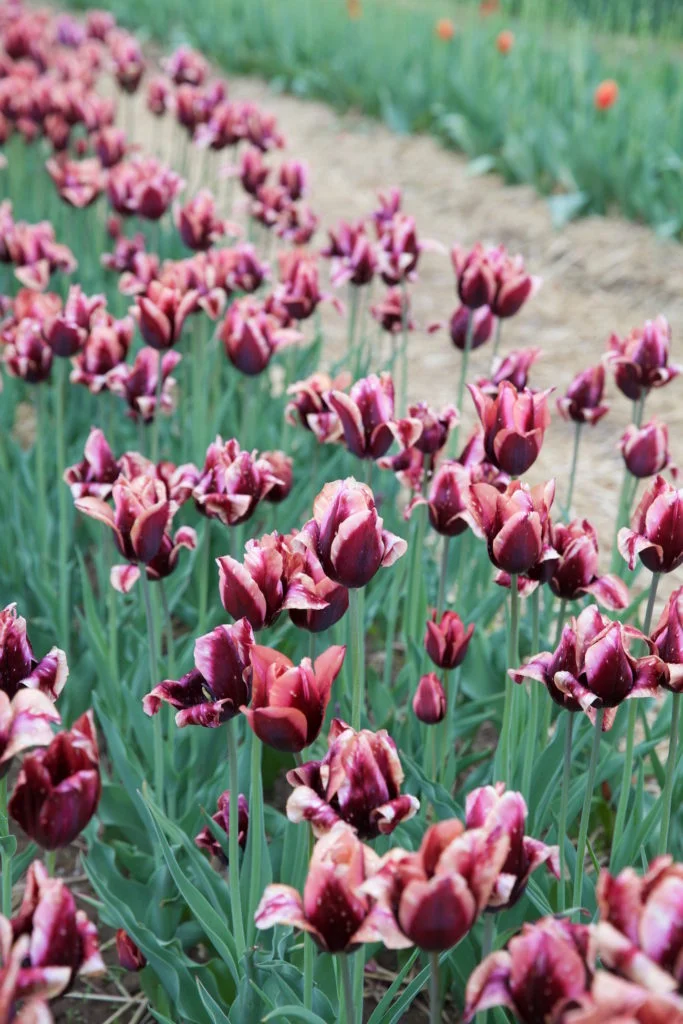 c.chitnis-wicked-tulip_7983-683x1024.jpg