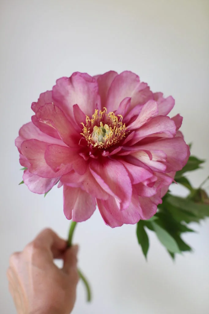 c.chitnis-peony-farm_9031-683x1024.jpg