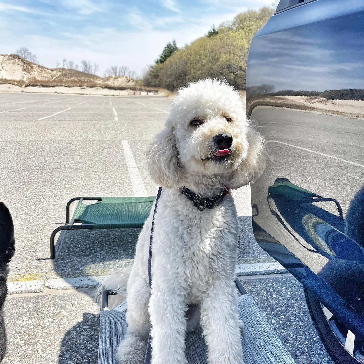 Meet Scout! (swipe)

This handsome fella is looking for a better -suited home. Scout had a hard time in his home with the busy life of children. Therefore a home with no children or grandchildren would be best. 

He&rsquo;s a smart and active boy, ea