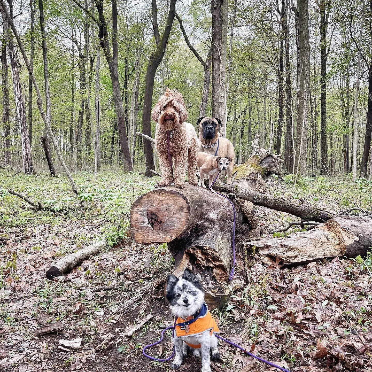 #tuesdayshennanigans 
.
.
.
#stpatrickscountypark #lifewithdogs #rainydayvibes #letsgo #dogtraining #getoutside #havefun #learntogether #myhappyplace #dogsareawesome
