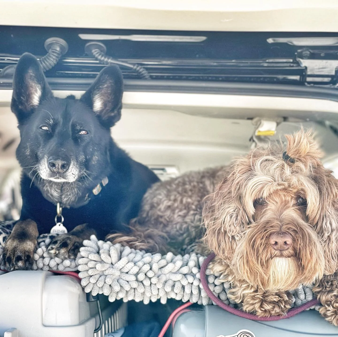 #beachdayvibes were #onpoint today!
.
.
.
#packadventure #dogsareawesome #letsgo #dogtraining #takethetime #lifewithdogs #warrendunes #michigan #youcan