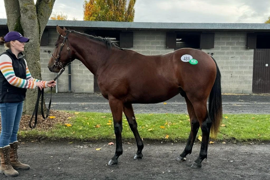 Far Above ex Cindy Bear.jpeg