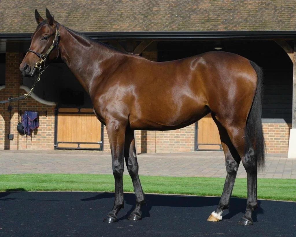 Study of Man ex Strong and Stable 2.jpeg