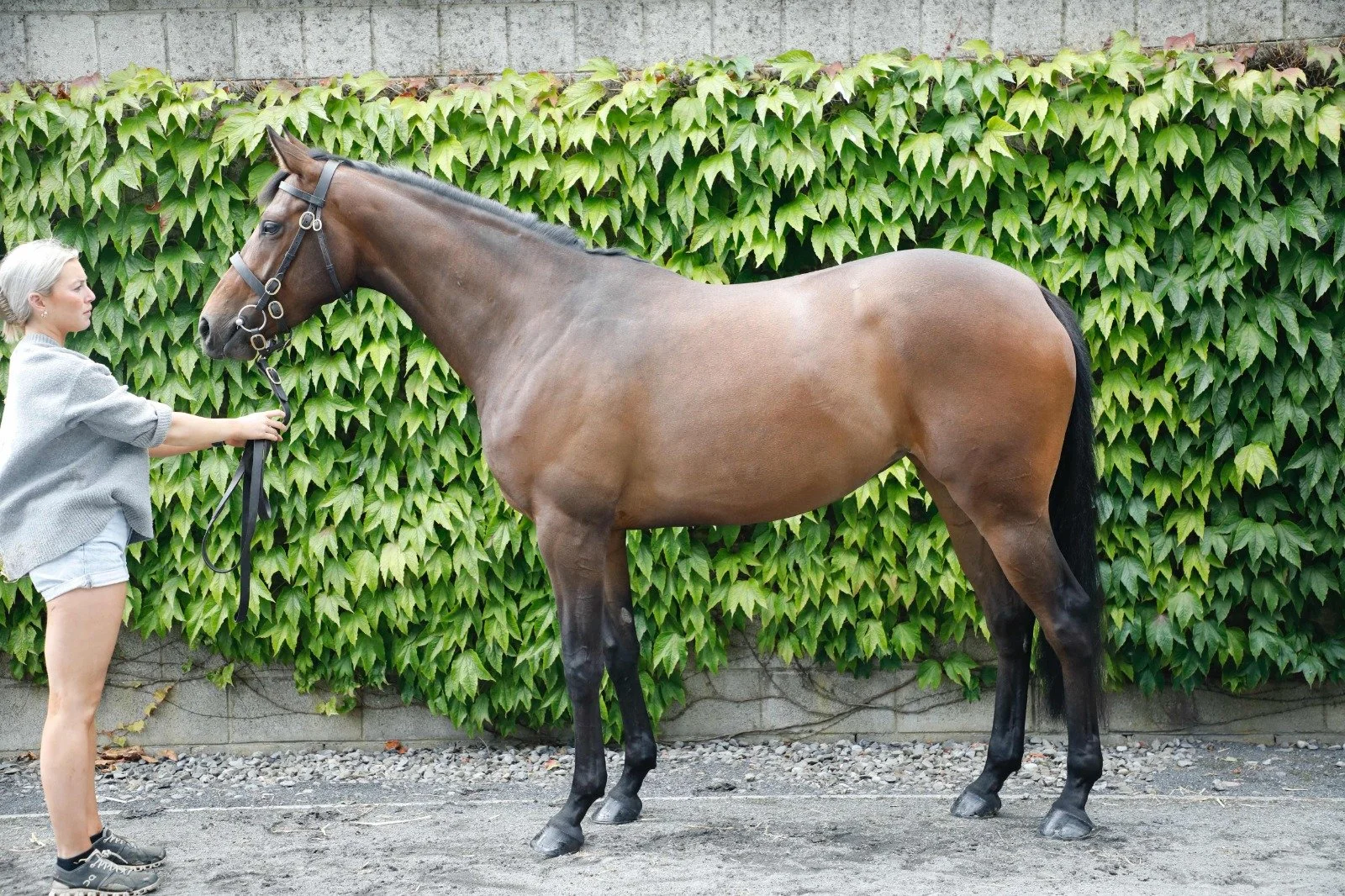 Waldpark ex Aspidistra.jpeg