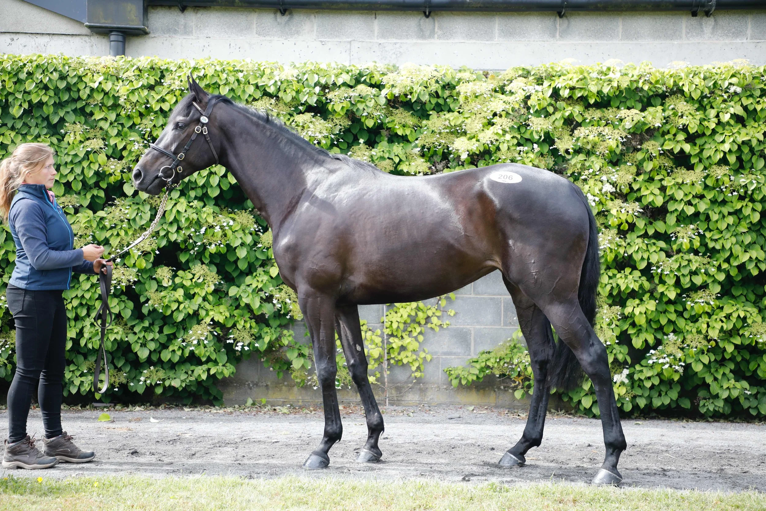 Lot 206 Great Pretender.jpeg