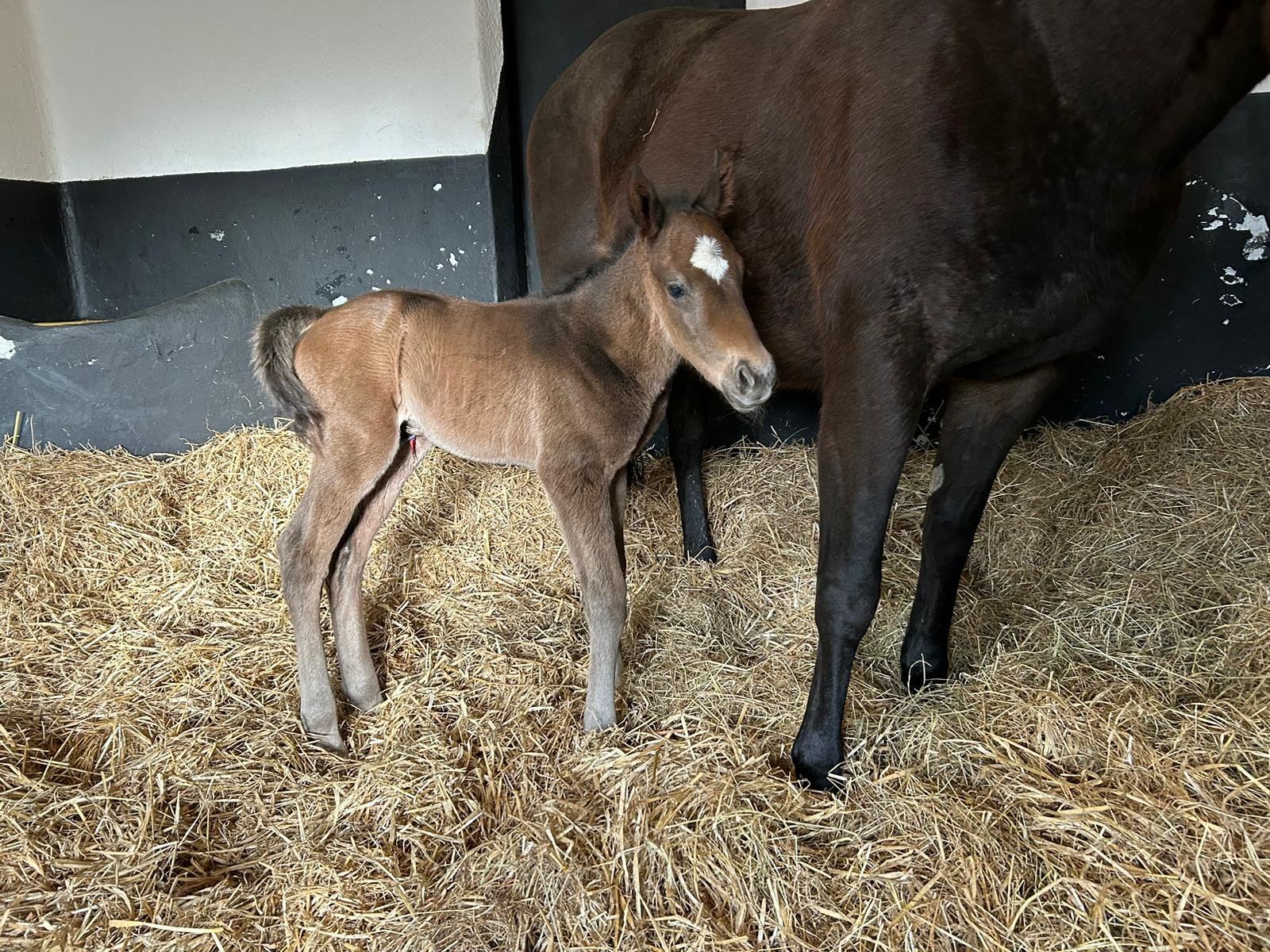 Minzaal ex. Ambiguous colt
