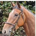 Westerner ex Petrovic.JPG