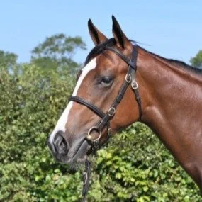 Frankel ex Big Brothers Pride.jpg