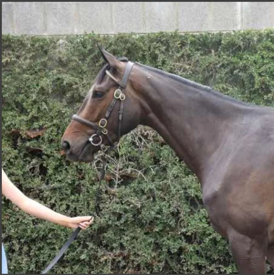 Kapgarde ex Adroinha.JPG